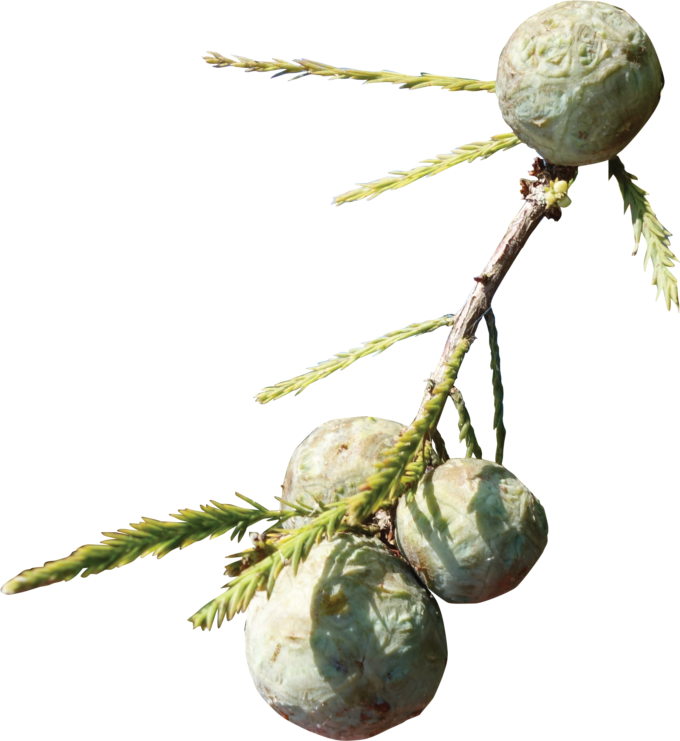 Cypress Knee - Bead (2352x2543), Png Download