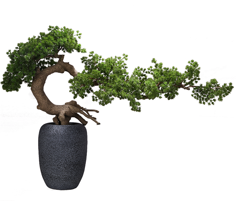 Single Flower Tree Plus Vase (size 100x80) Single Tree - Pine (800x800), Png Download