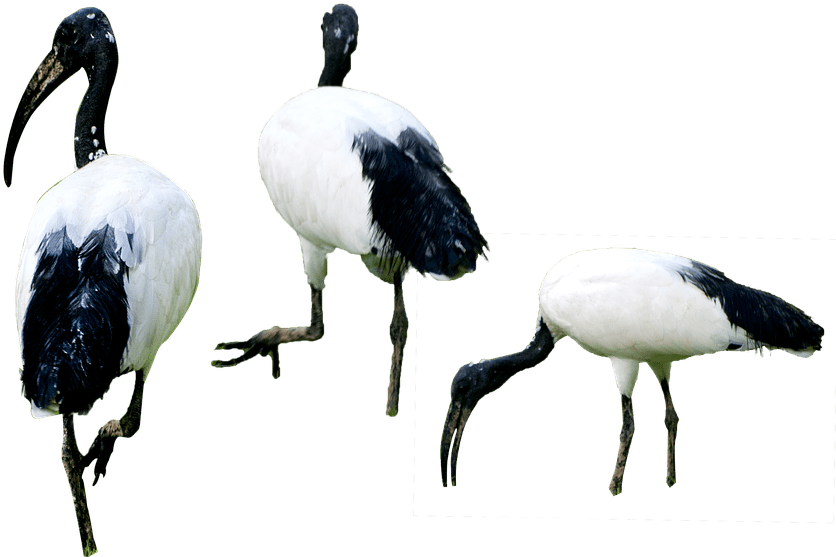 Png Free Pictures On Pixabay - Water Birds Png (960x638), Png Download