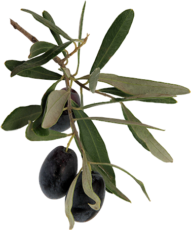 Nature's Gift To Man - Olive (387x481), Png Download