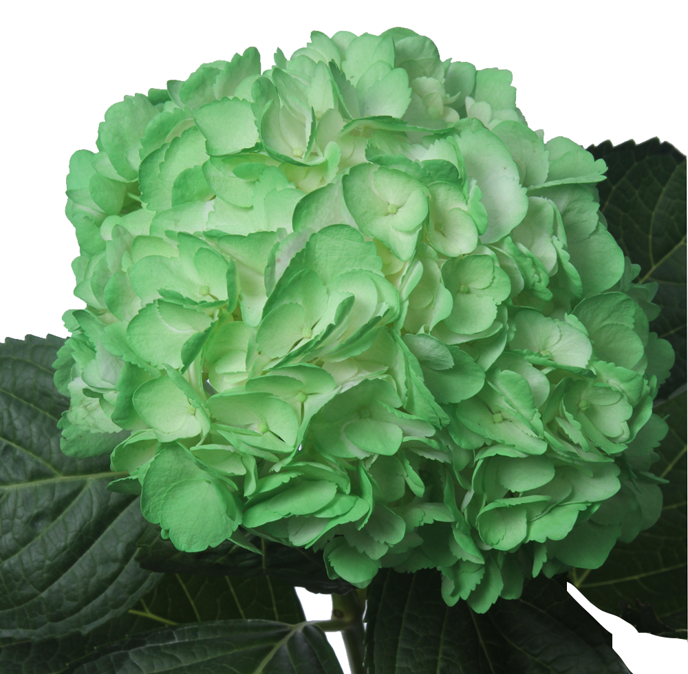 Tinted Light Green - Light (1000x980), Png Download