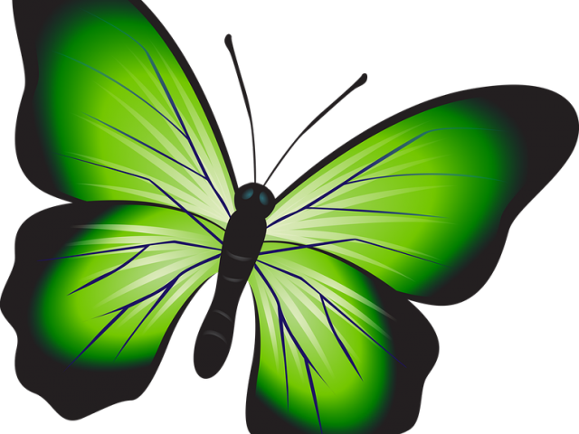 Green Butterfly - Butterfly (640x480), Png Download