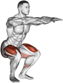 Body Weight Squats - Body Weight Squat Anatomy (349x359), Png Download