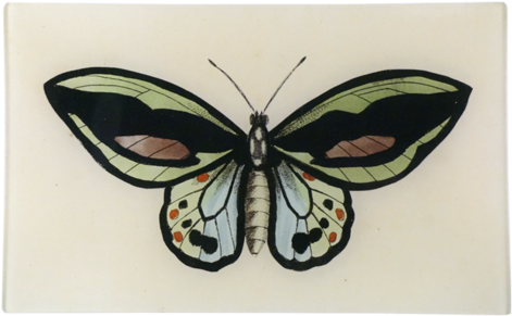 Green Butterfly Green Butterfly - Cynthia (subgenus) (500x500), Png Download