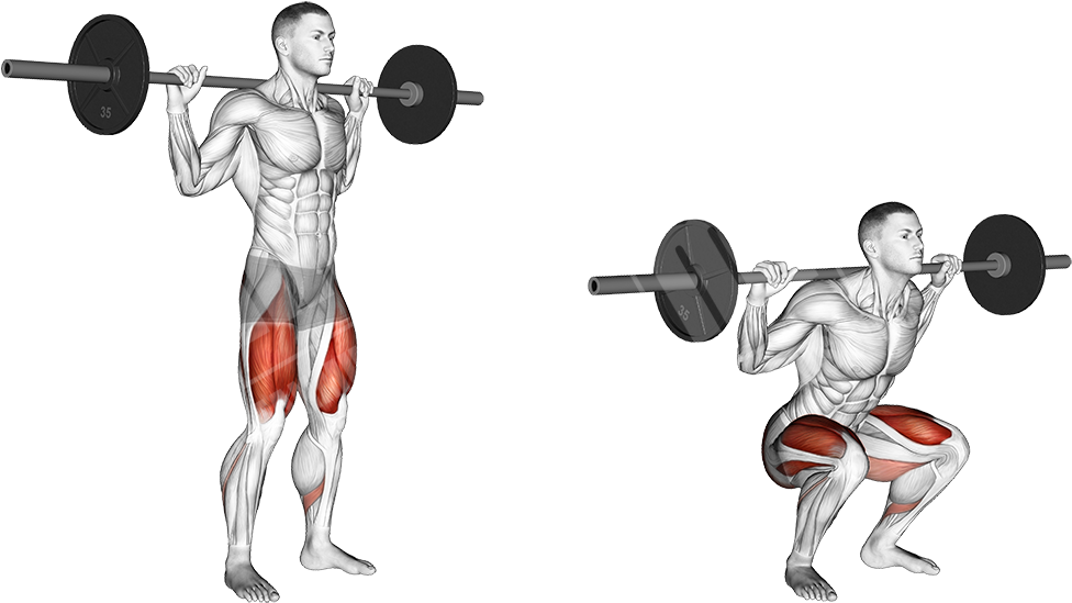 Barbell Squat - Do Box Squats Work (1024x596), Png Download