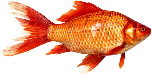 Transparent Background Goldfish Download - Png Images Of Fish (500x252), Png Download