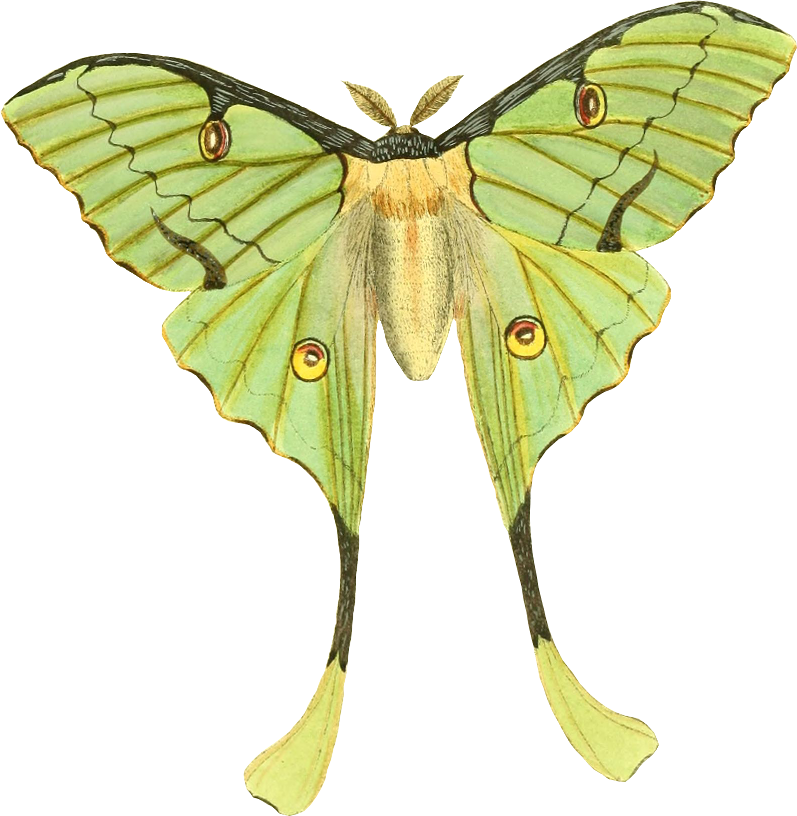 Green Butterfly Draft - Butterfly (2453x3766), Png Download