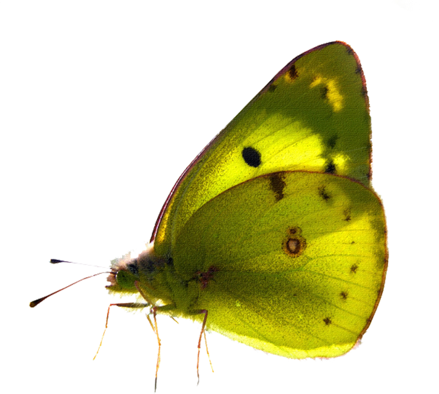 Beautiful Butterfly Png - Picsart Photo Studio (855x768), Png Download