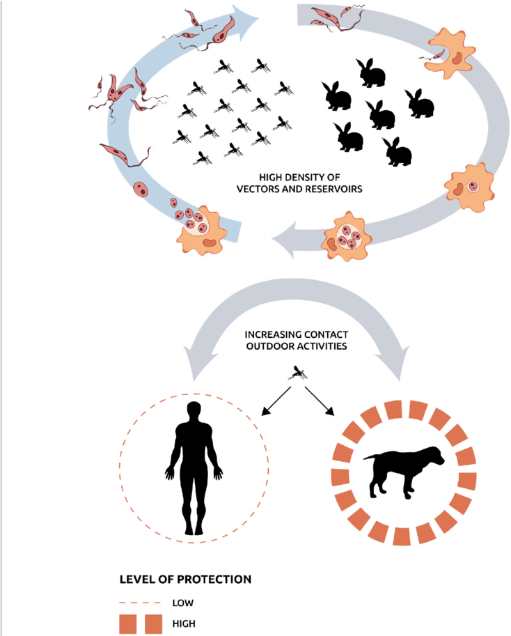 Diagram Illustrating The Sylvatic Cycle Sustained By - Sylvatic Cycle (850x912), Png Download
