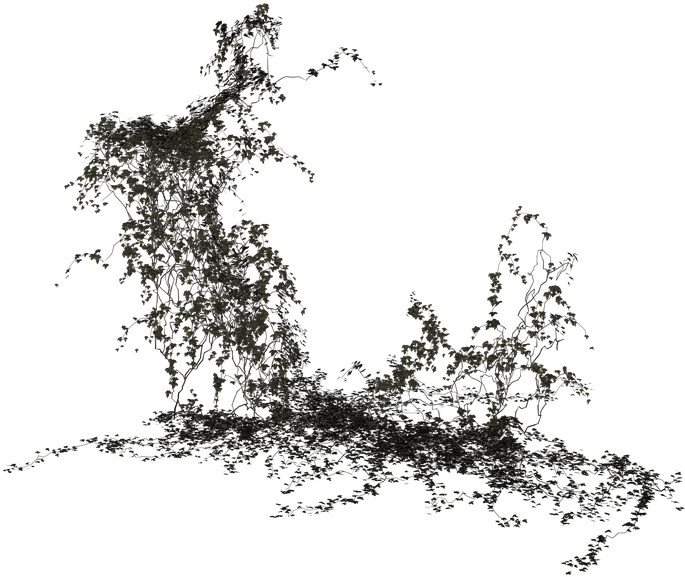 Ivy, Plant, Climber, Green, Nature, Leaves, Ivy Leaf - Ivy Vine Png Black And White (720x720), Png Download