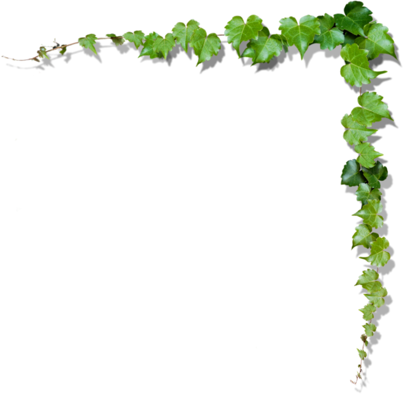 Hojas De Arbol Png (952x949), Png Download