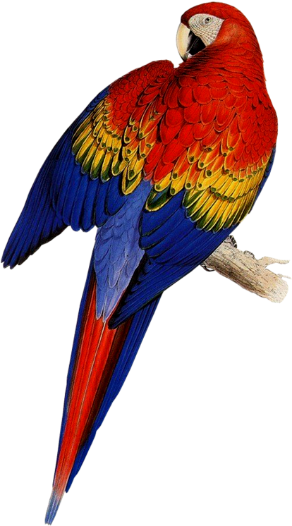 Utiliza Estos Para Tus Diseños, Post Acuerdate, Estaran - Edward Lear Parrots (523x800), Png Download