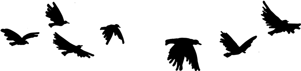Pajaros2 - Silhouette (1024x250), Png Download