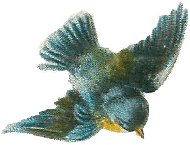 Vintage Bird Drawing - Vintage Bird Illustration Transparent (646x494), Png Download