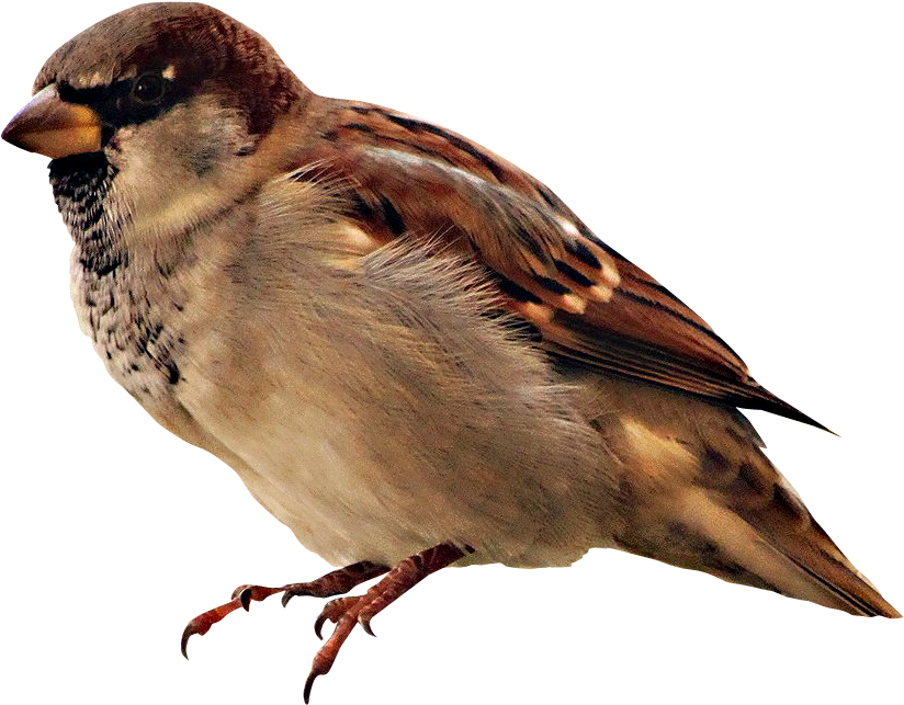 Vogels - Backyard Birds Mini Wall Calendar 2016 16 Month Calendar (883x702), Png Download