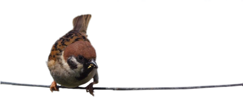 6a071650 - Gifs Animados De Pajaros (500x357), Png Download