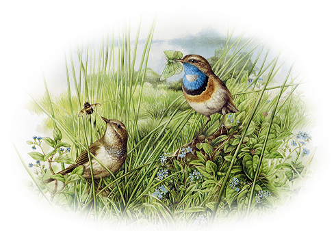 Pajaros Gifs Imagenes - Marjolein Bastin (494x361), Png Download