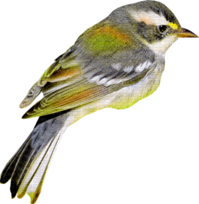 Pajaros - World Sparrow Day Png (390x400), Png Download