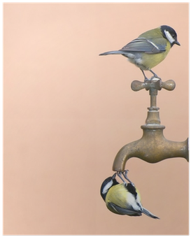 Pájaros Posados En Un Grifo Bebiendo Agua - Bird Drink From Faucet (400x400), Png Download