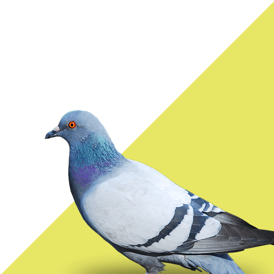 Bird Control - Animals Photo Png Download (550x559), Png Download