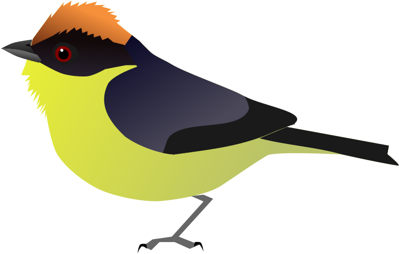 Yellow-breasted Brush Finch (1200x1200), Png Download