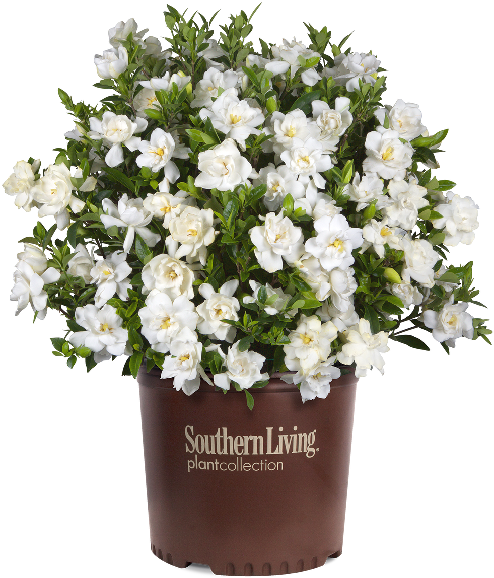 Jubilation Gardenia - Gardenia Jubilation (1280x1280), Png Download