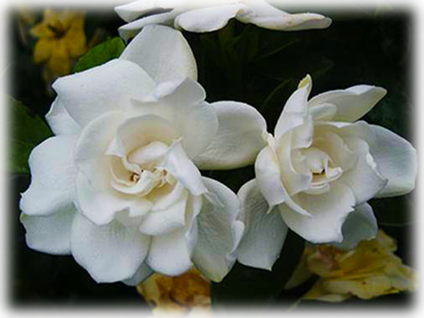 Return To Gardenia And Jasmine Page - Chuck Hayes Gardenia (606x455), Png Download