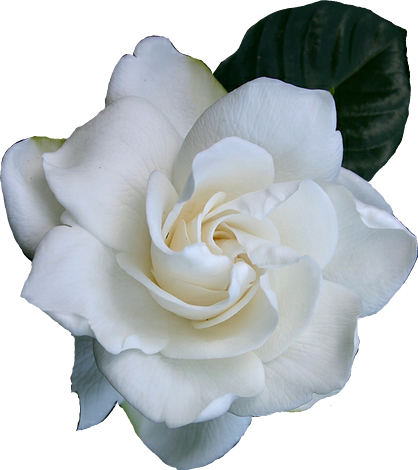 Stickers Flower Gardenia Freetoedit - Gardenia Transparent (418x470), Png Download