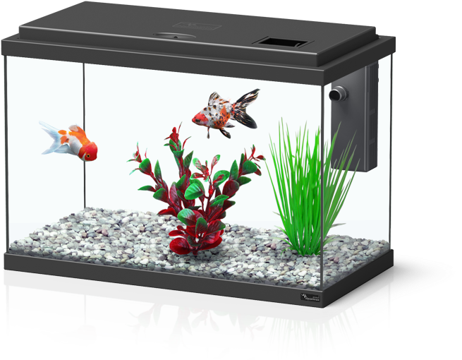 Funny Fish - 30l Akvarijs (788x712), Png Download