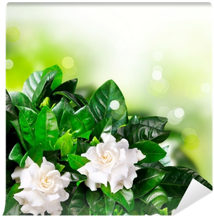 Jasmine (400x400), Png Download