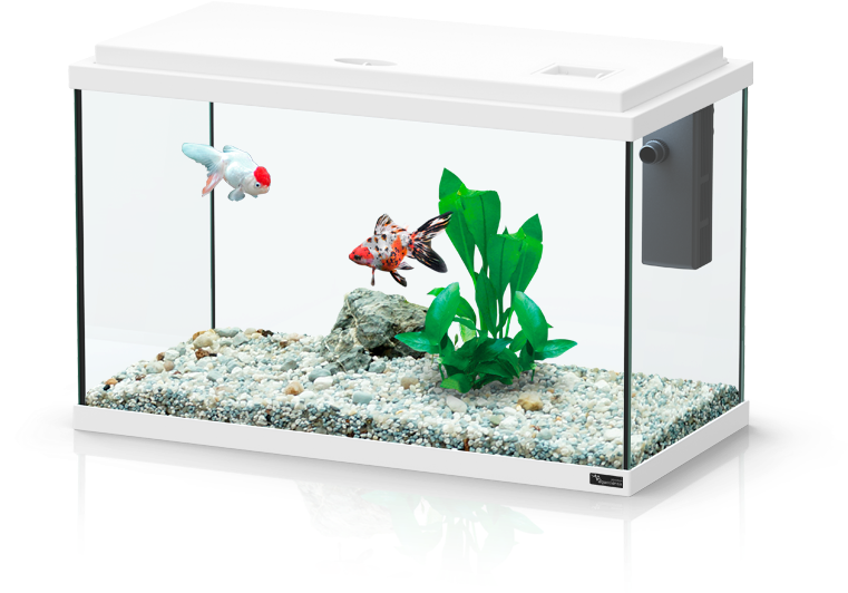 Funny Fish - Aquarium (788x712), Png Download