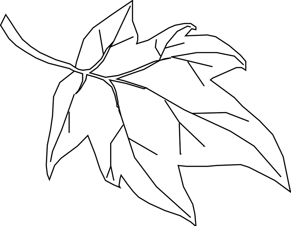 Free Vector Graphic Maple Leaf Outline Tree Nature - Orange Fall Leaves Cartoon (925x720), Png Download
