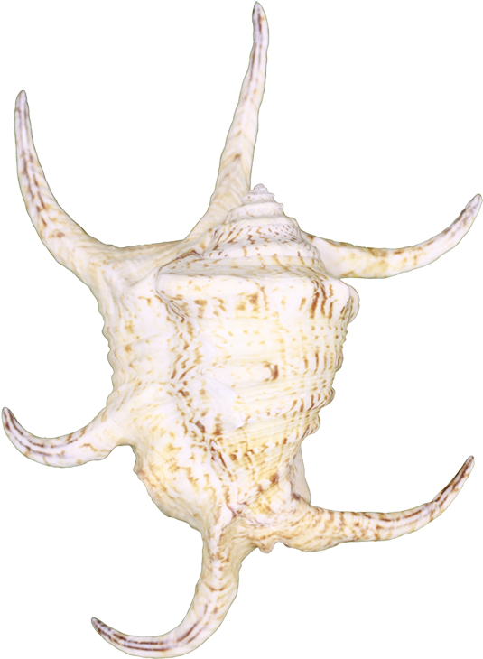 Bull (733x1100), Png Download