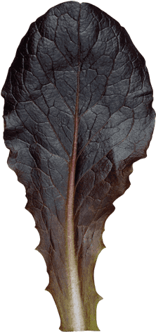 Baby Red Cos - Red Leaf Lettuce (222x600), Png Download