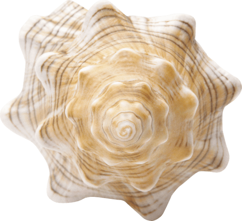 Free Png Conch Png Images Transparent - Shell (850x778), Png Download
