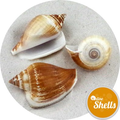 Dog Conch Shells Medium - Seashell (395x395), Png Download