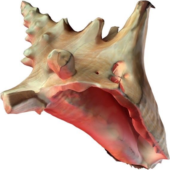 Conch (568x569), Png Download