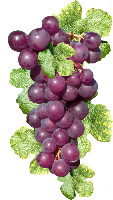 Raisins,fruits,tube - Racimo De Uvas Moradas (391x690), Png Download