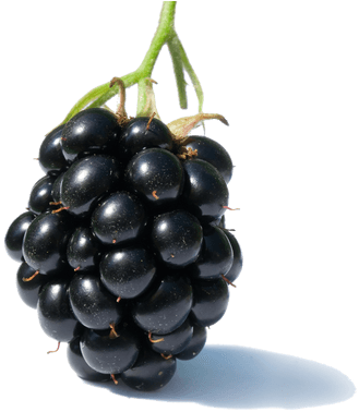 Blackberry Solo - Diseases Of Raspberries And Blackberries (400x400), Png Download