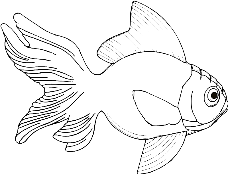 Outline Wrinkle-headed Gold Fish Tattoo Design - Fish Black And White Line Drawing (800x613), Png Download