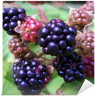 Blackberry (400x400), Png Download