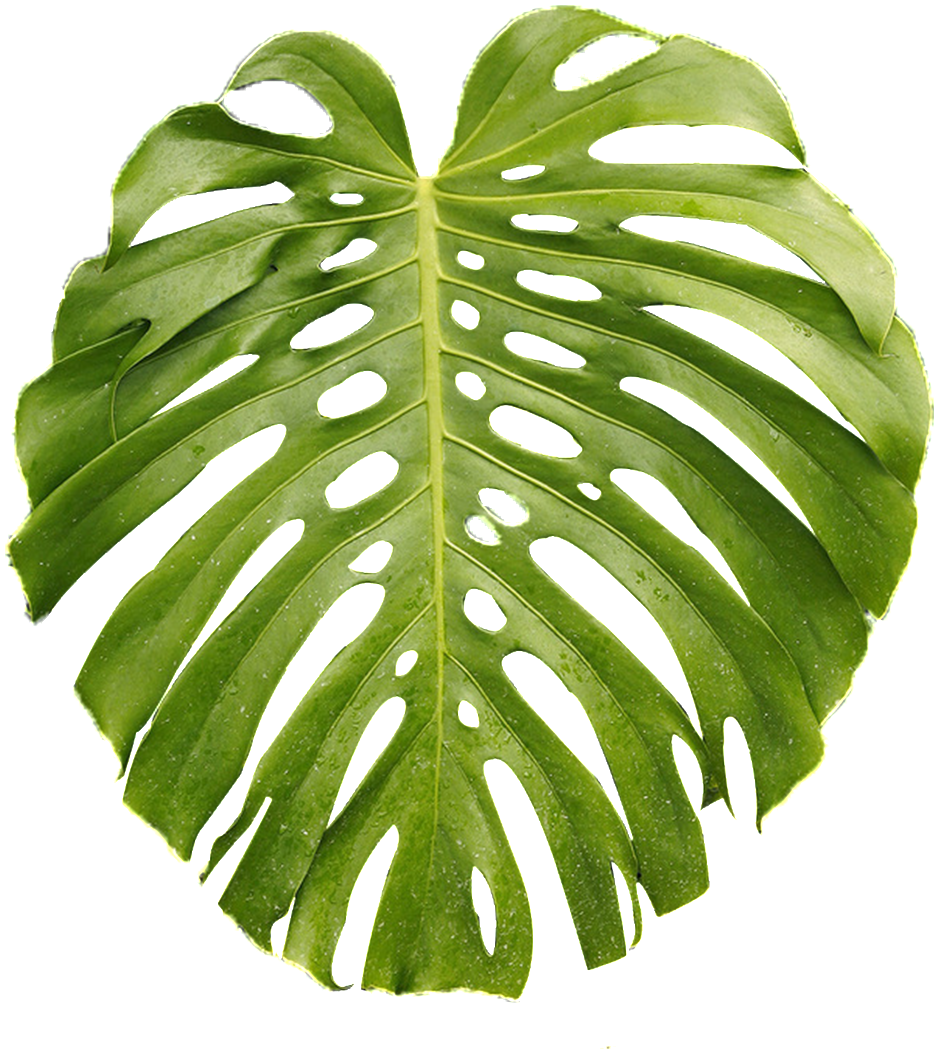 A Piece Of Monstera Leaf Transparent Plant Vector - Transparent Tropical Plant Png (1024x1167), Png Download