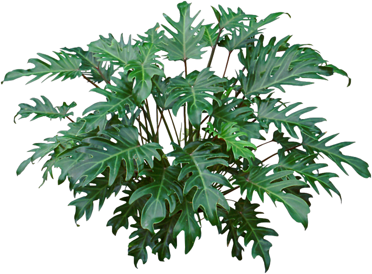 Philodendron Xanadu - Philodendron Xanadu Png (748x550), Png Download