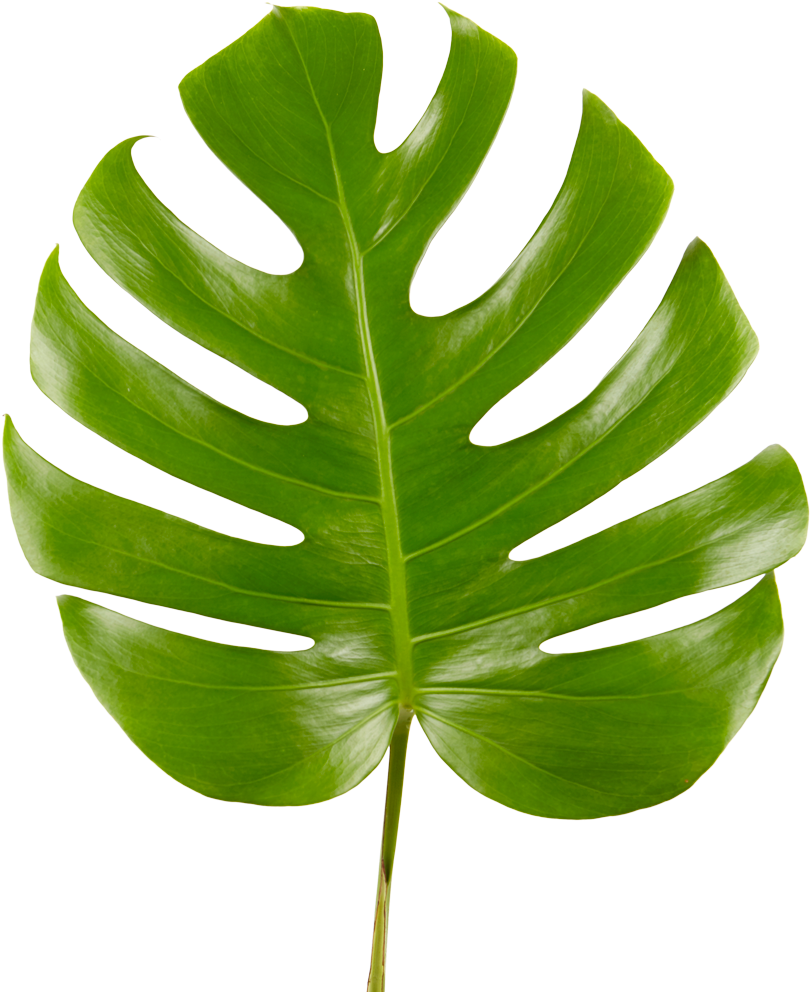 Monstera Leaf - Swiss Cheese Plant (882x1100), Png Download