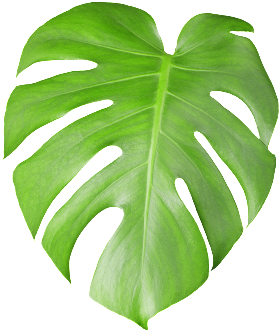 A Large Piece Of Monstera Leaves Transparent Plant - Leaf Big (1024x1332), Png Download