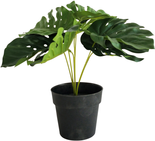 Monstera Plant 7 Leaf 25cm - Swiss Cheese Plant (500x500), Png Download
