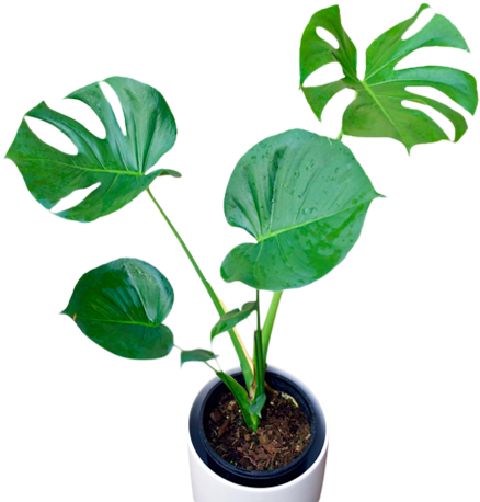Monstera Deliciosa - Swiss Cheese Plant (480x480), Png Download