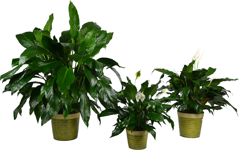 Transparent Blooming Bromeliads Plants (1024x1024), Png Download