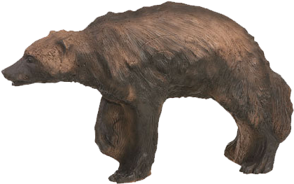 Each Animal Will Have Scoring Rings On The Body, Usually - American Black Bear (439x281), Png Download