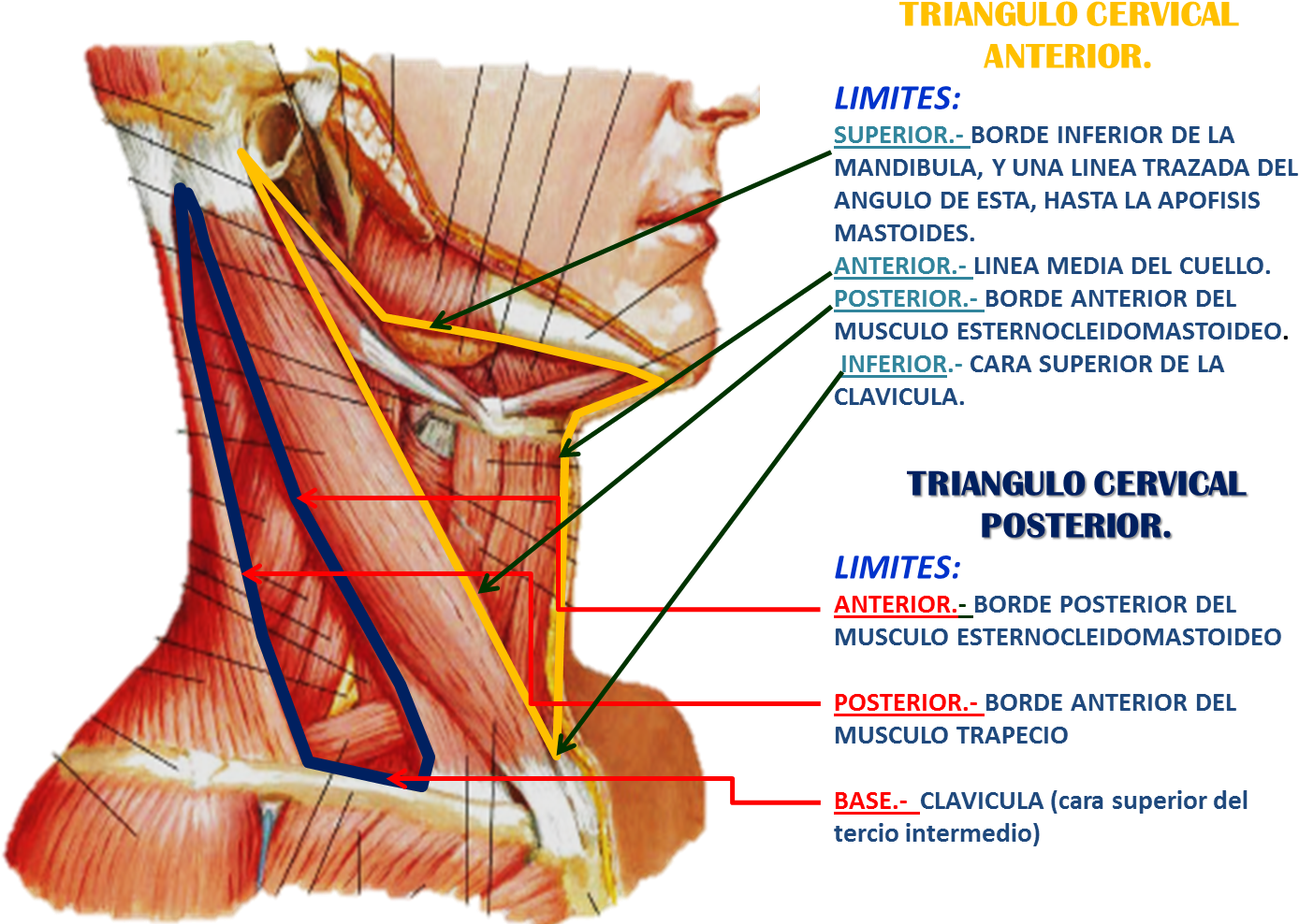Triangulos Del Cuello - Musculo De La Garganta (1433x1009), Png Download